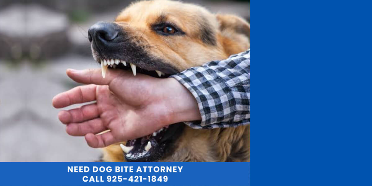 10 Benefits of Hiring a Dog Bite Attorney