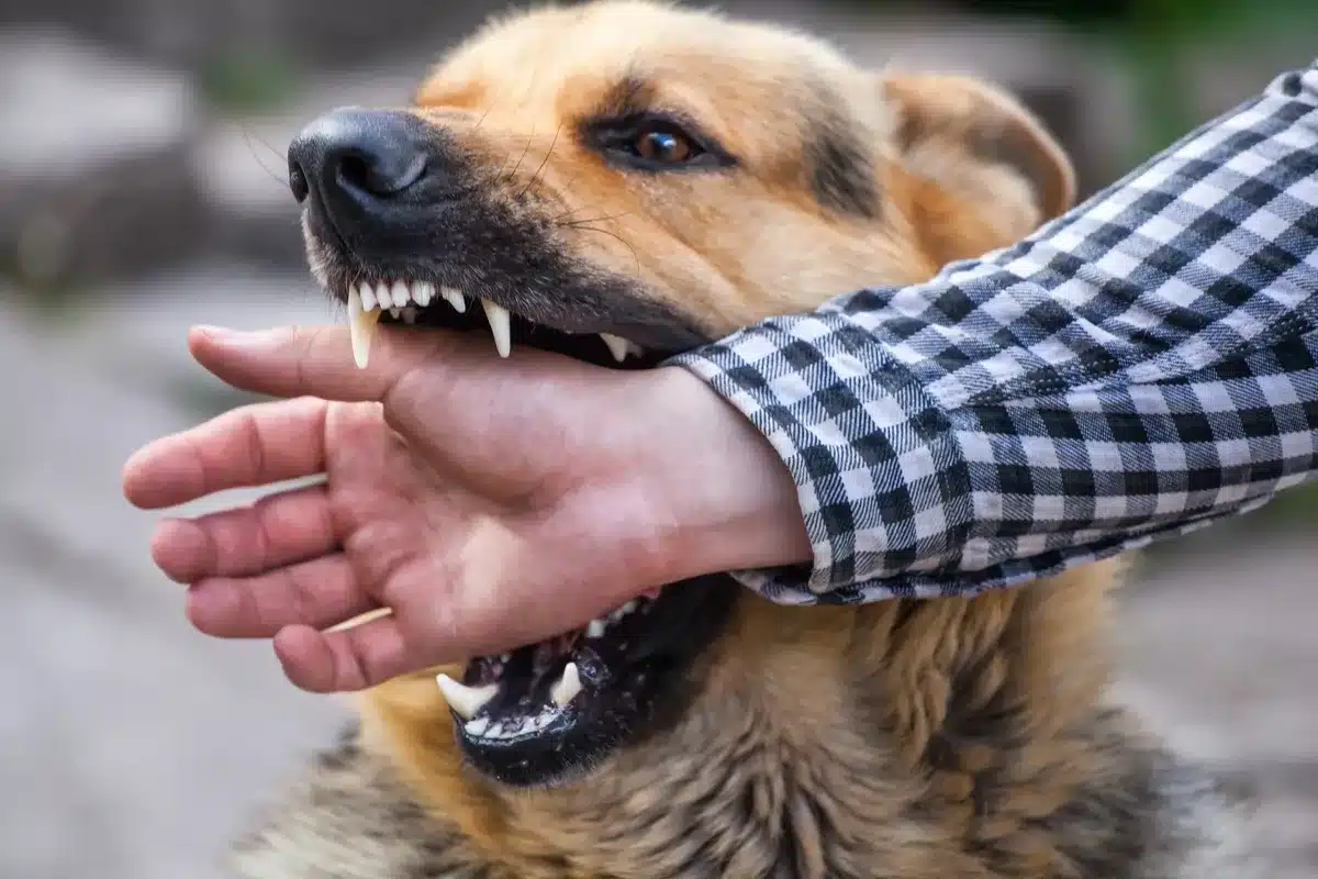 California’s Dog Bite Laws: Strict Liability and What It Means for Victims